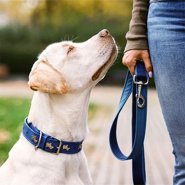 Tiefe Verbindung zu deinem Hund aufbauen