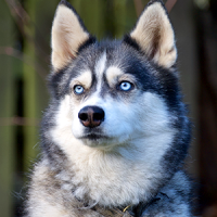 Husky Lea - Hesse Coaching