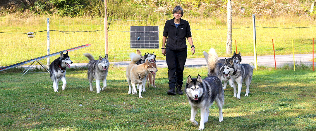 Hundeschule Claudia Hesse Team Training