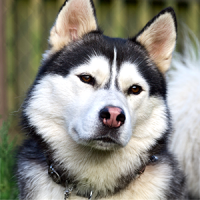 Husky Nikan - Hesse Coaching