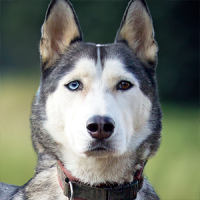 Husky Tenya - Hesse Coaching